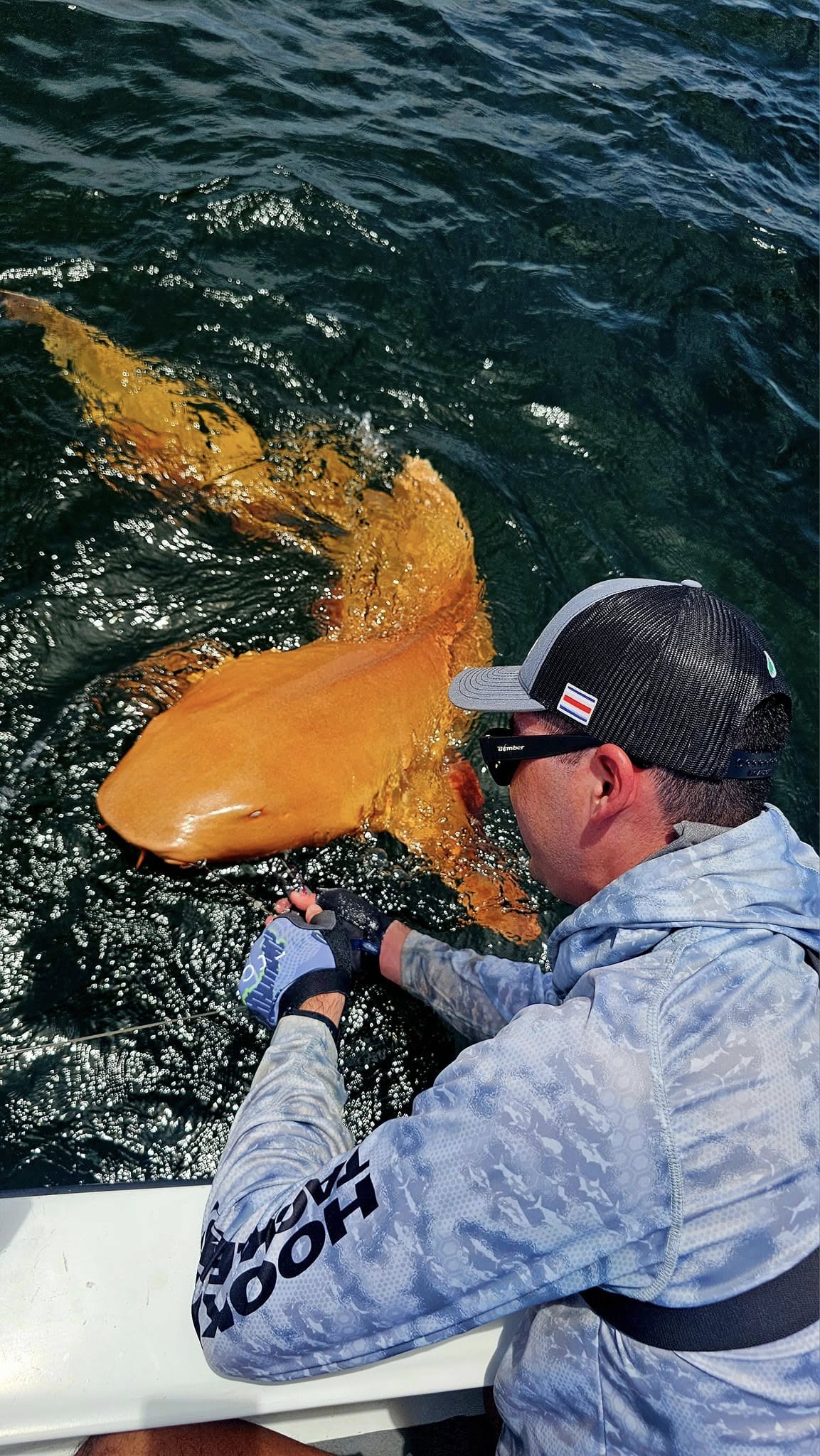 nurse shark