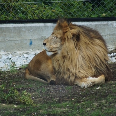 Leo 2