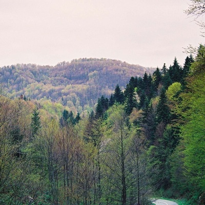 https://www.pp-papuk.hr/o-nama/bastine/#iLightbox[gallery_image_3]/2 - prizor šume

