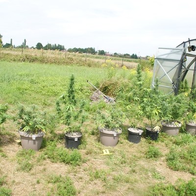 https://bjelovarsko-bilogorska-policija.gov.hr/userdocsimages//PU_BB/Droga/Plasteni%C4%8Dki%20uzgoj/Marihuana%20u%20plasteniku%203%20(1).JPG?width=750&height=500