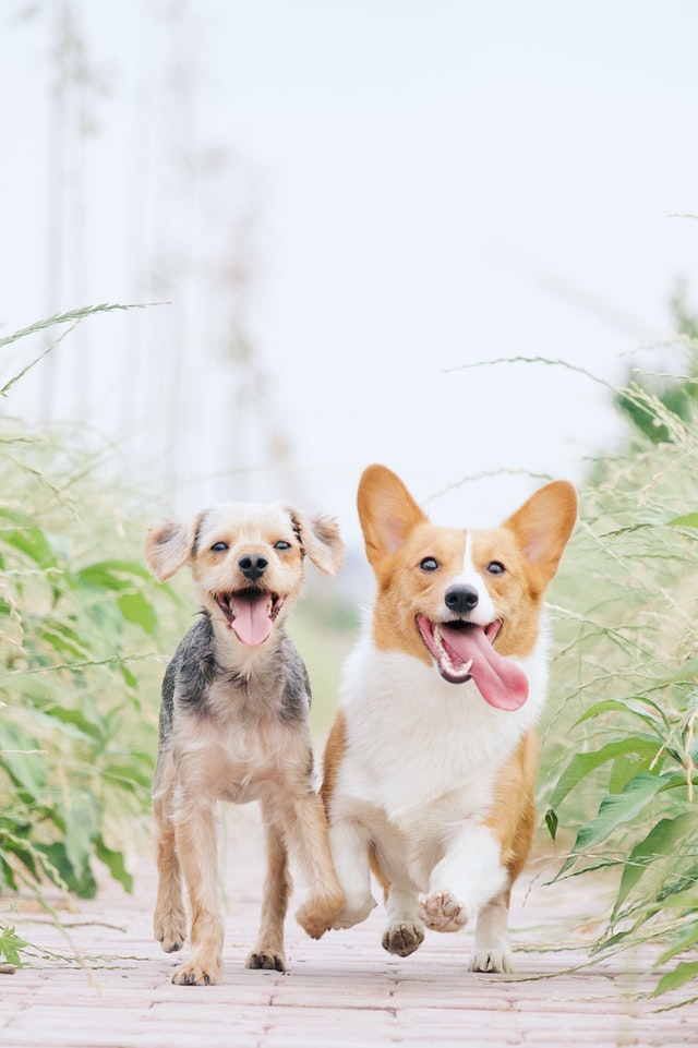 https://unsplash.com/photos/1VgfQdCuX-4