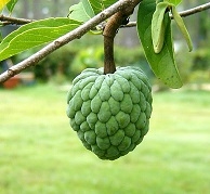 sa