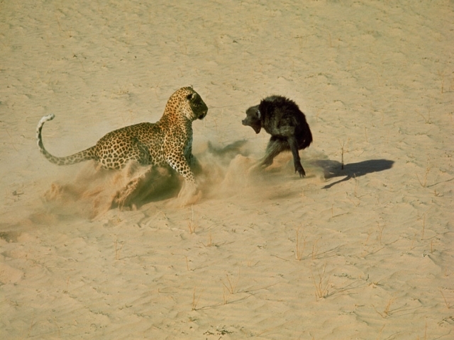 Leopard i babun, južna Afrika, 1965