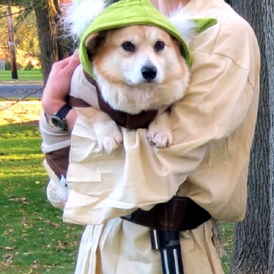 The force is strong with this one - Yoda corgi