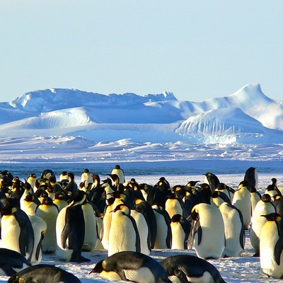 https://pixabay.com/photos/emperor-penguins-antarctic-life-429127/