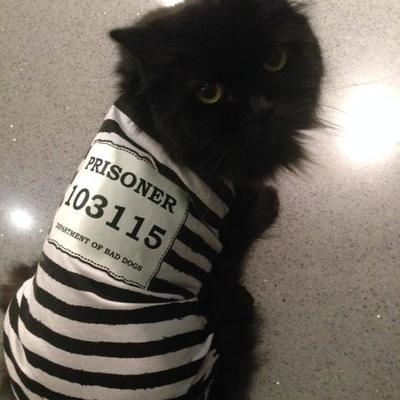 Mačka kao zatvorenik