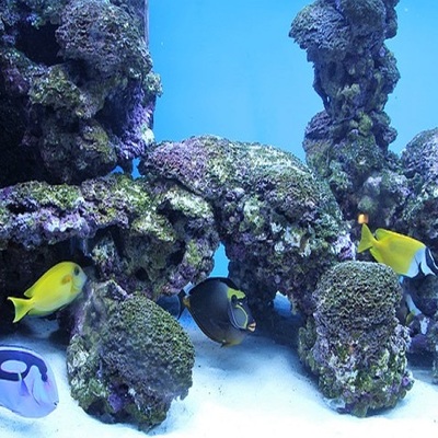 https://pixabay.com/photos/aquarium-fish-deco-nemo-dori-1789918/