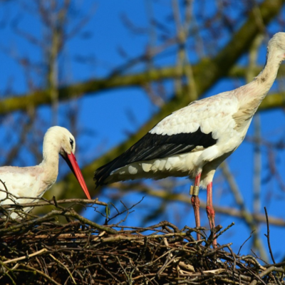 https://pixabay.com/photos/white-stork-wading-bird-predator-4829791/