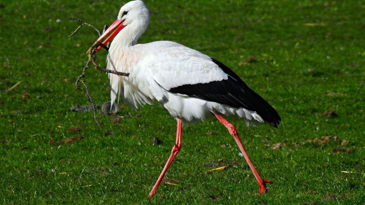 https://pixabay.com/photos/bird-ciconia-species-stork-5088633/