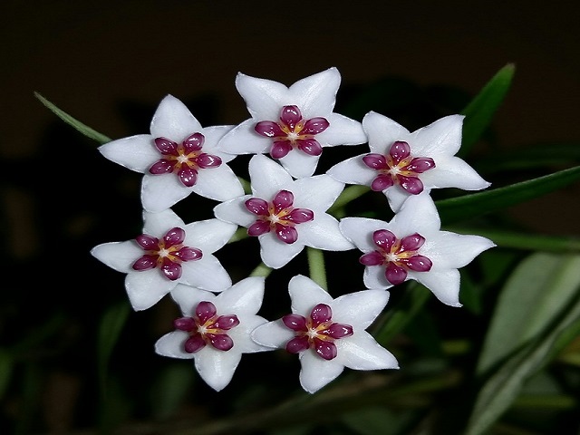 https://pixabay.com/photos/hoya-hoya-bella-blossom-805984/