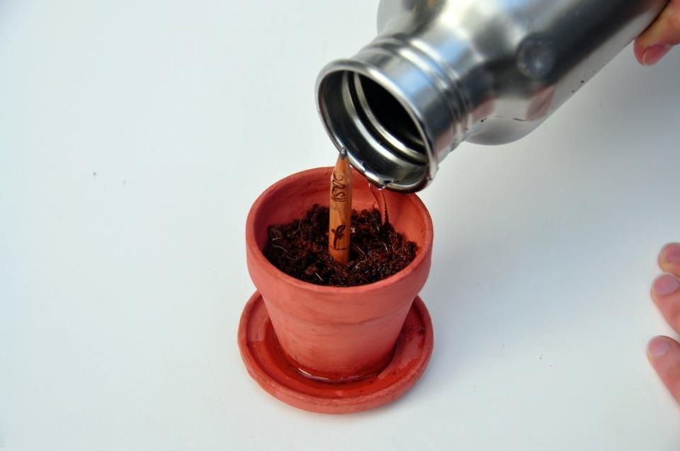 Sprout olovka2